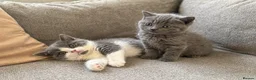 British Shorthair cats for sale: British Shorthair Kittens Looking for Their Homes - Advert 1