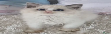 Ragdoll 4