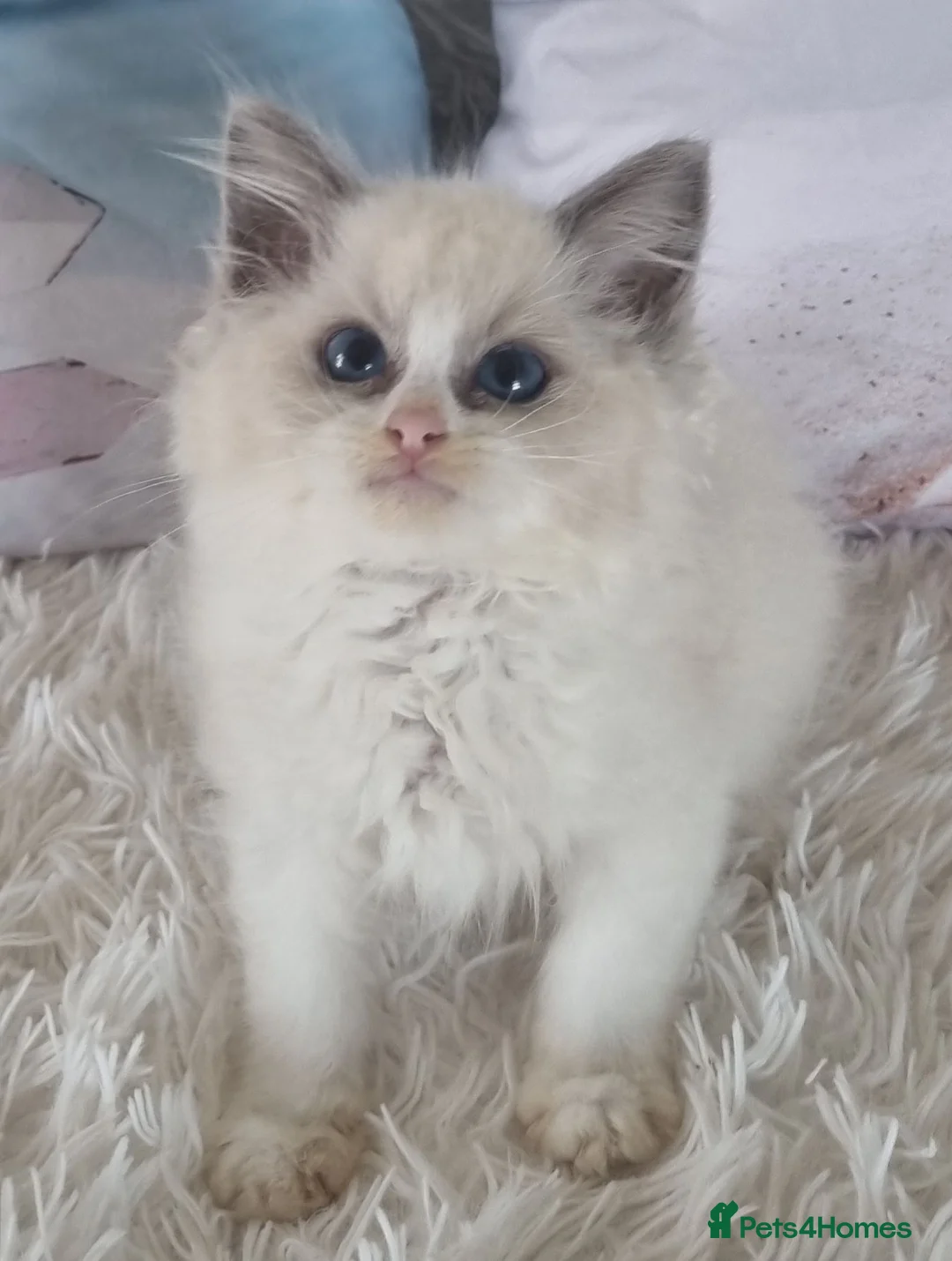 Ragdoll cats for sale: 💕Cute Champion line Ragdolls Kittens 💕 - Advert 38