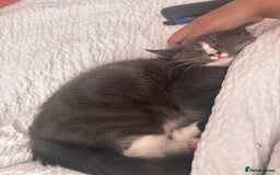 Mixed Breed cats for sale: Boy cat for rehoming - Image 6