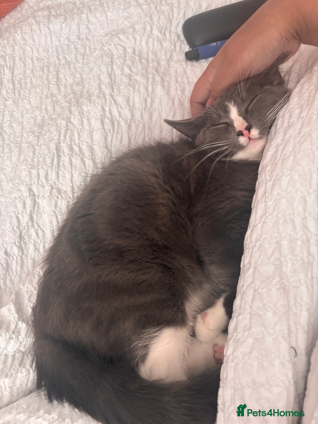 Mixed Breed cats for sale: Boy cat for rehoming - Image 6