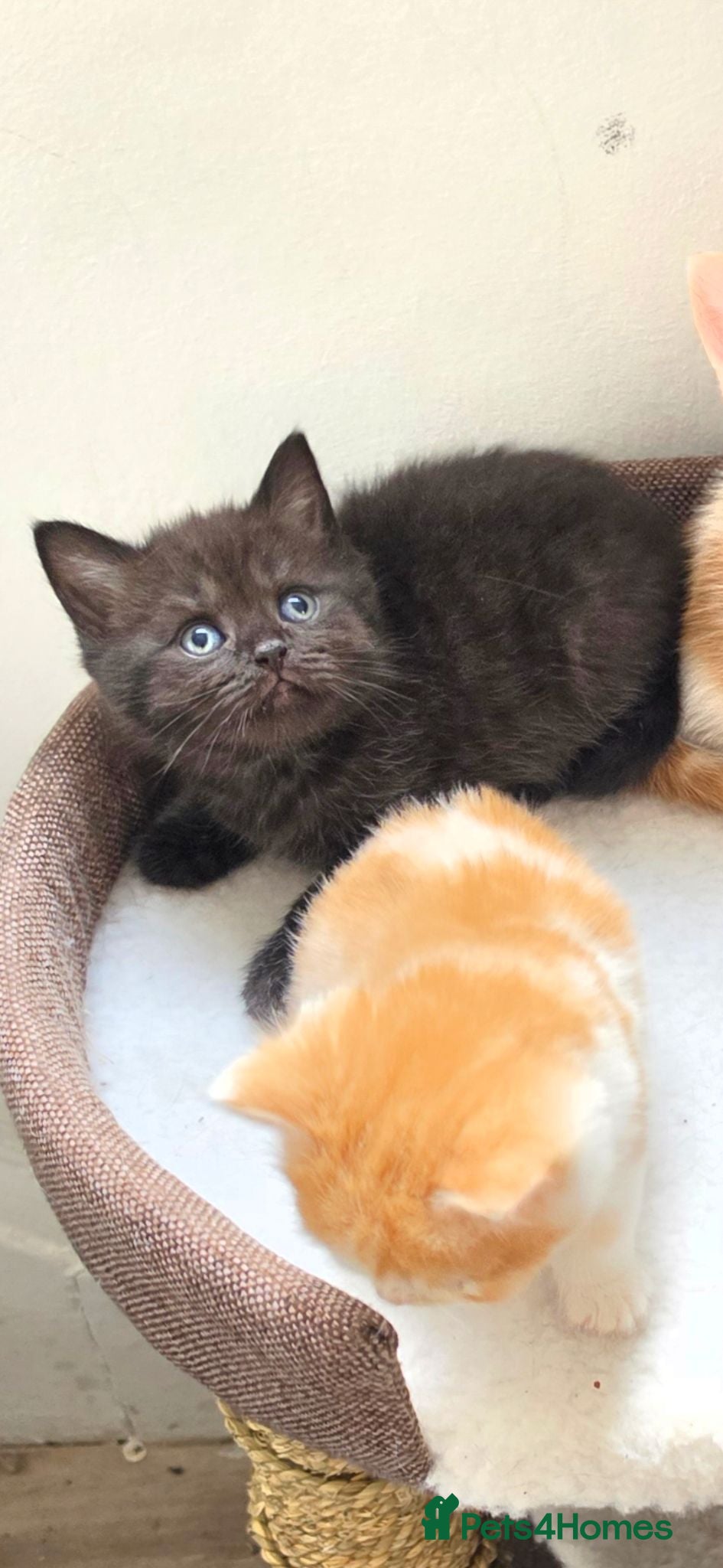 British Shorthair cats British shorthair kittens - Advert 1