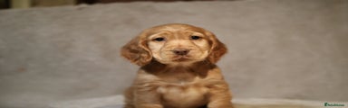 Cocker Spaniel Puppy 8