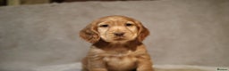 Cocker Spaniel dogs for sale: Beautiful litter of KC reg show type cockers  - Advert 18