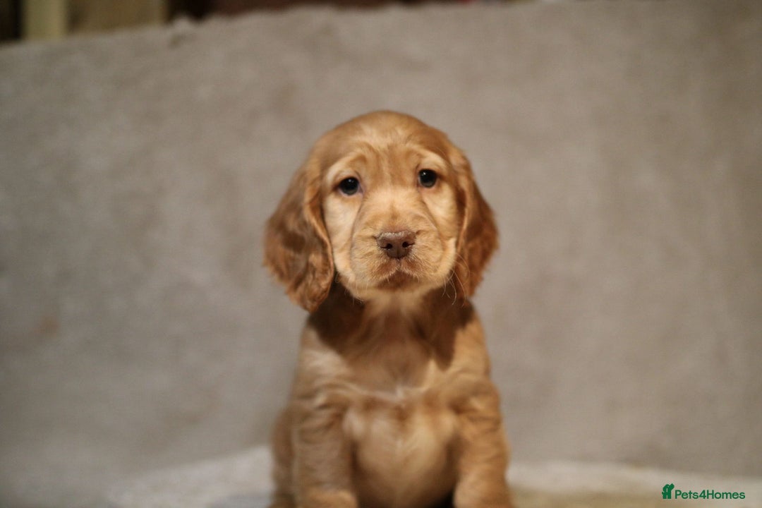 Cocker Spaniel dogs for sale: Beautiful litter of KC reg show type cockers  - Advert 18