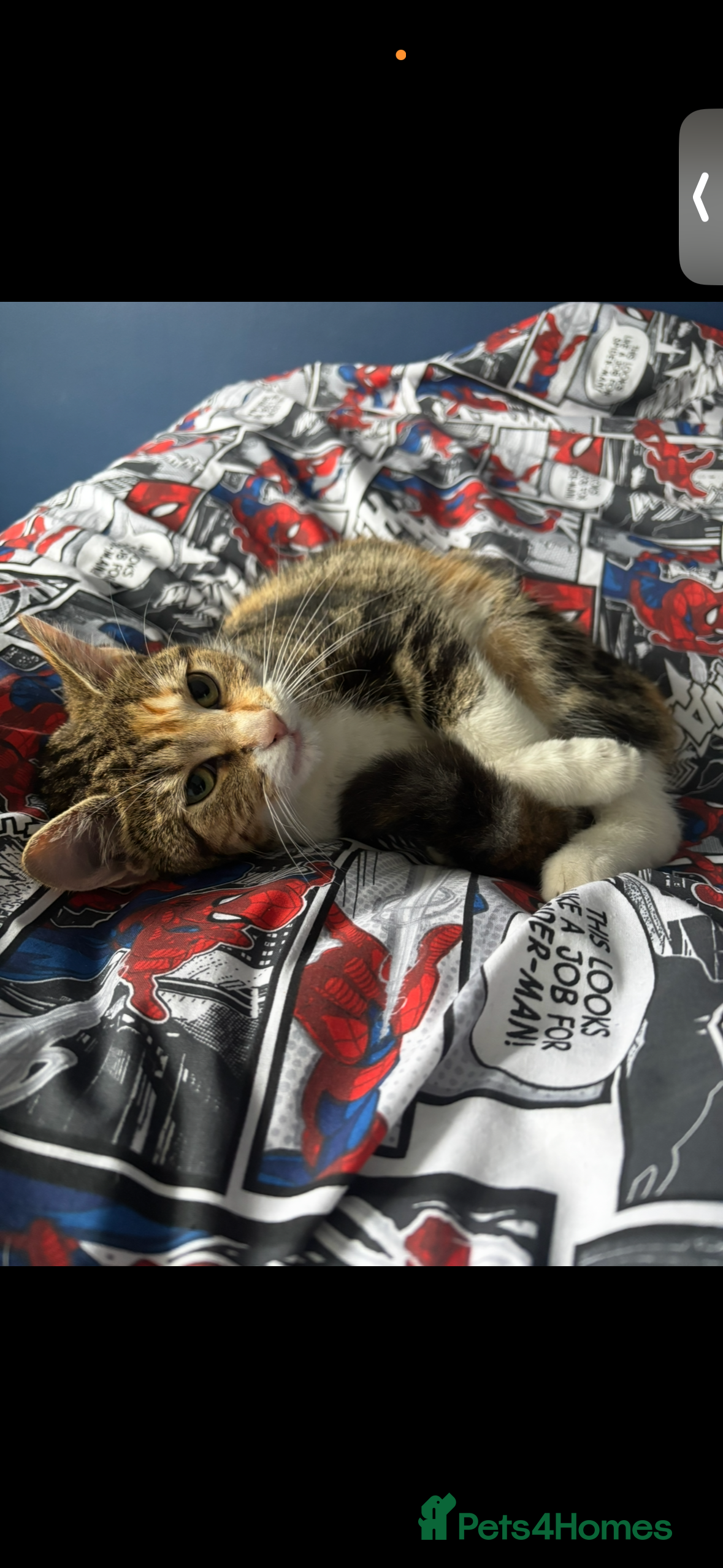 Mixed Breed cats Female cat 1& half year old  - Advert 1