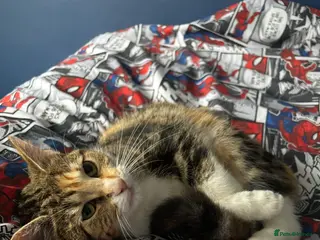 Mixed Breed cats Female cat 1& half year old - Advert 5