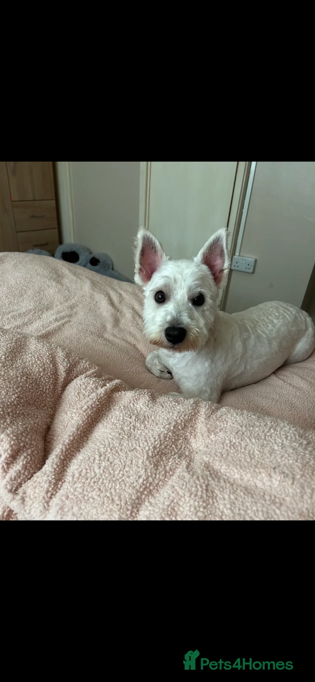 Mixed Breed dogs for stud: West highland terrier/Bichon frise stud. in Swansea - Advert 8