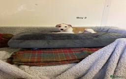 Whippet dogs for sale: Whippets  - Image 13