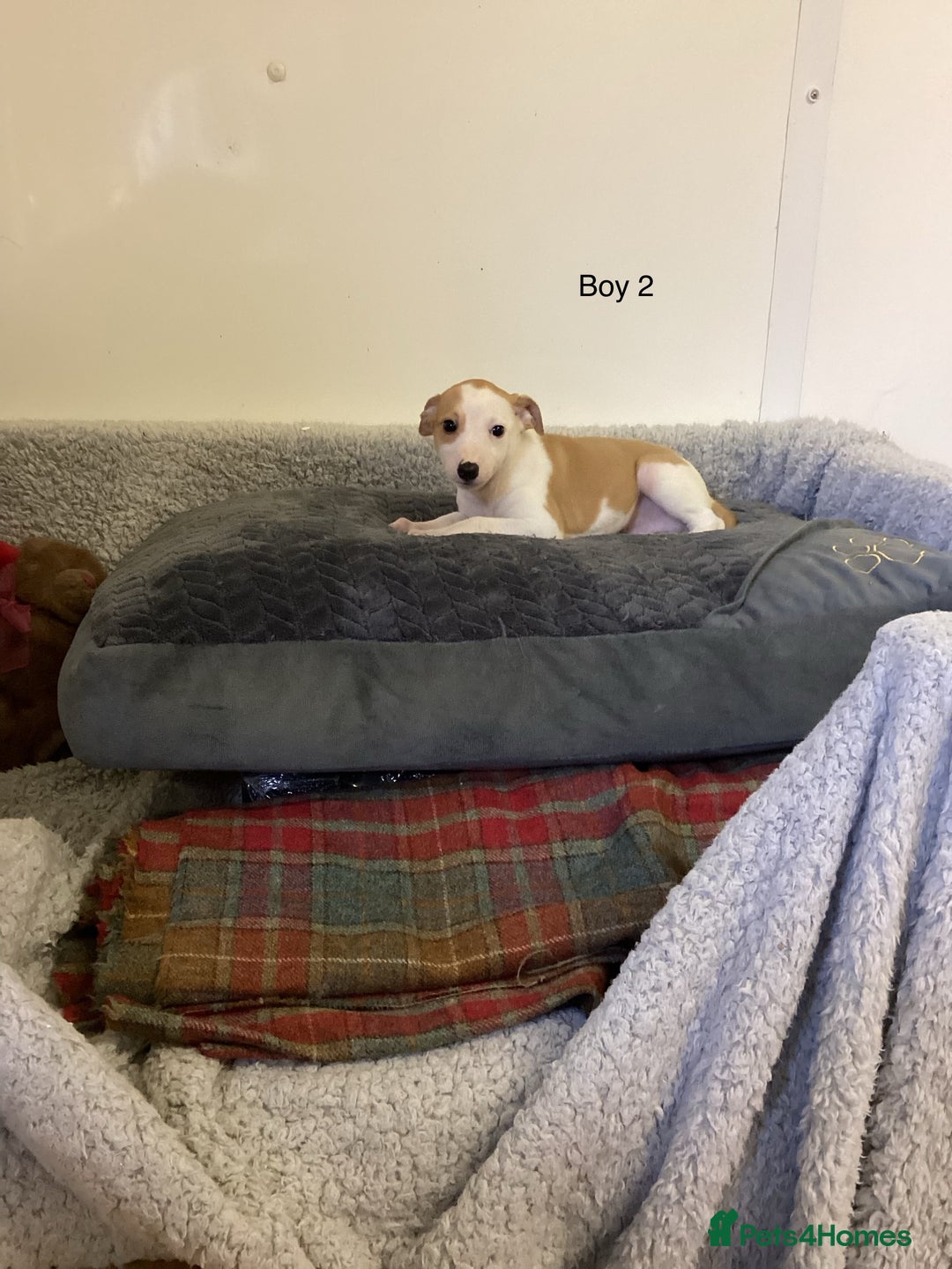 Whippet dogs for sale: Whippets  - Image 13