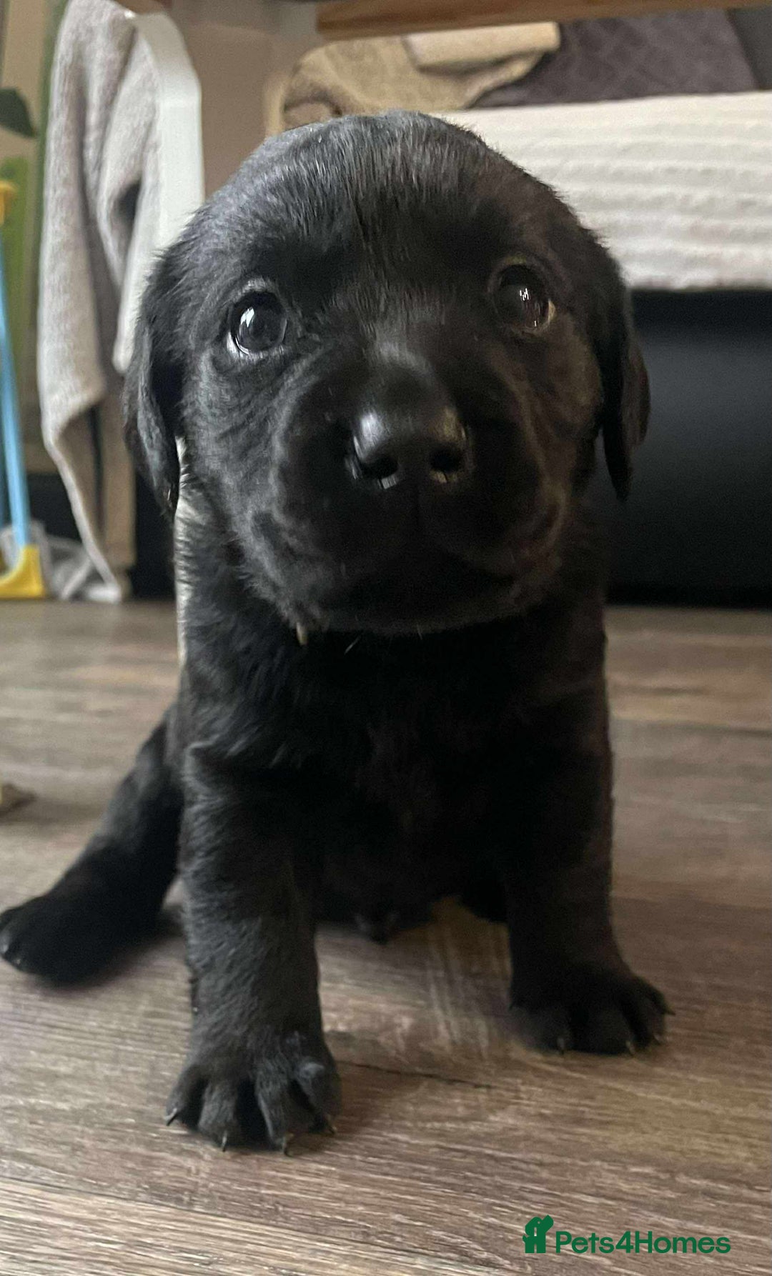 Labrador Retriever dogs for sale: Healthy Labrador Puppies Looking for Forever Homes - Advert 12