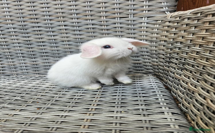 Mini Lop rabbits - Advert 1