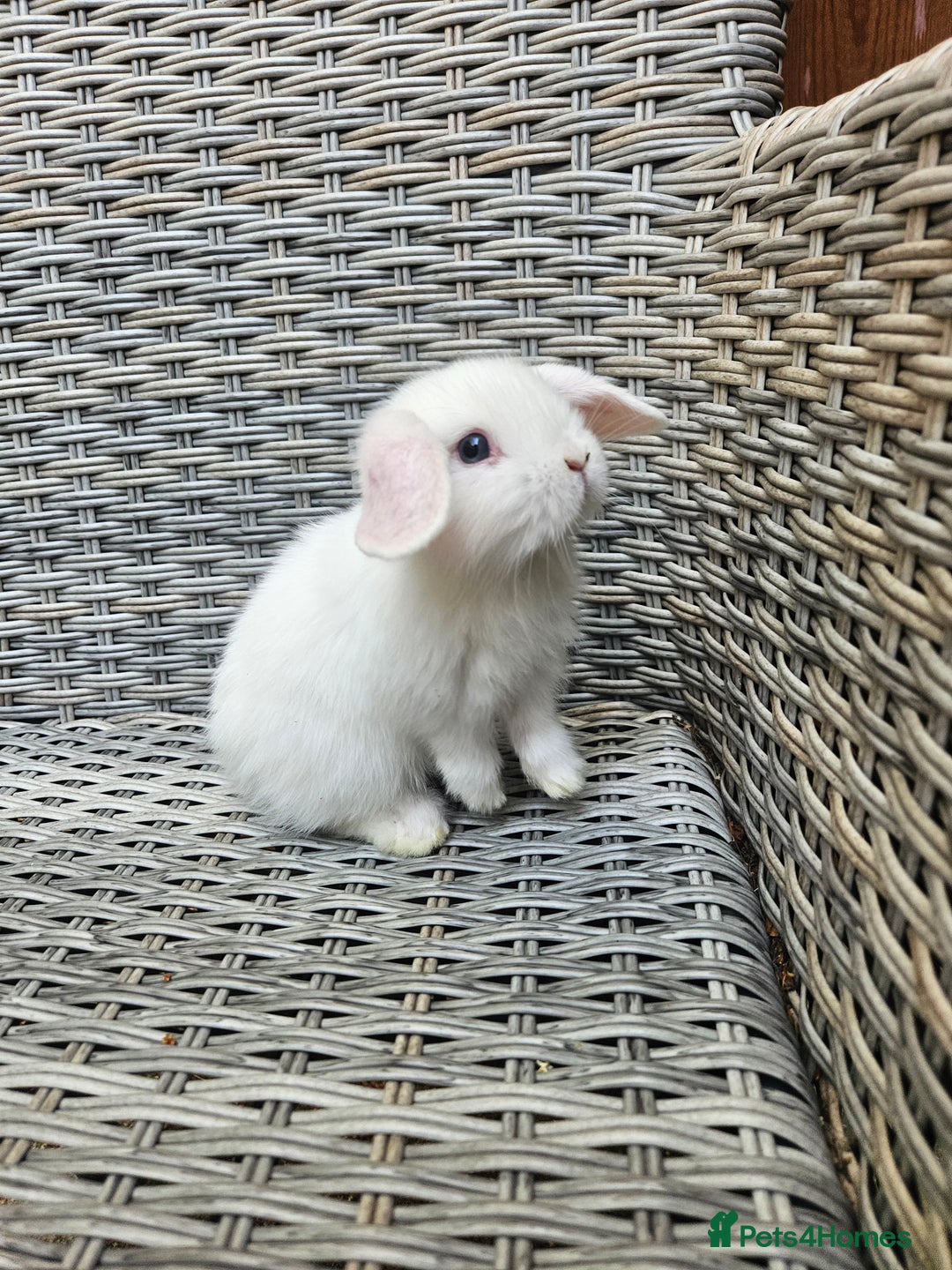 Mini Lop rabbits for sale: Mini lop babies - Image 1