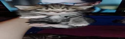 British Shorthair cats for sale: Tabby british shorthair kittens - Advert 12
