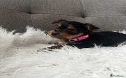 Yorkshire Terrier dogs for sale: Adorable Yorkshire Terrier Puppies✨ - Image 11