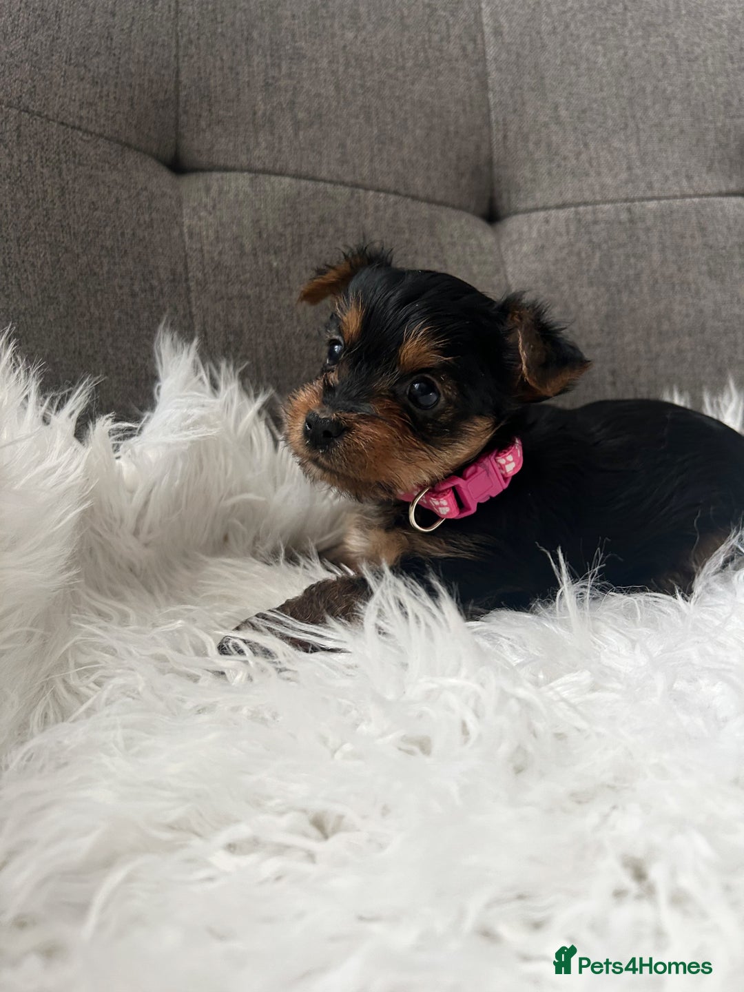 Yorkshire Terrier dogs for sale: Adorable Yorkshire Terrier Puppies✨ - Image 11