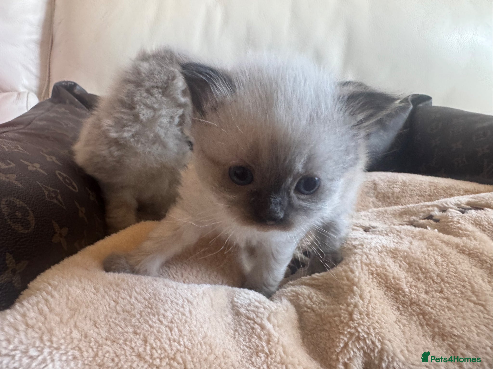 Ragdoll cats Stunning Ragdoll Kittens  - Advert 1