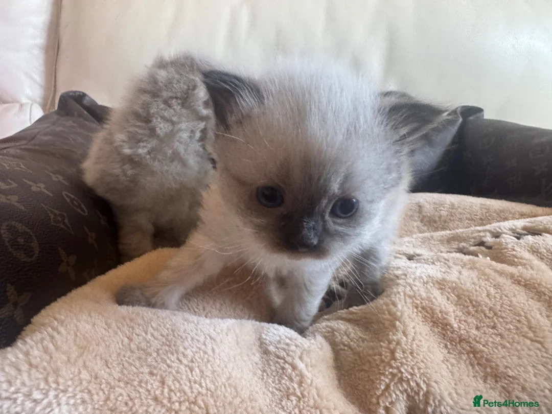 Ragdoll cats for sale: Stunning Ragdoll Kittens  - Advert 1