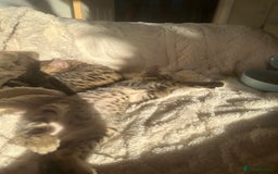 Bengal cats for sale: 2 sibling bengal kittens for sale - Image 7