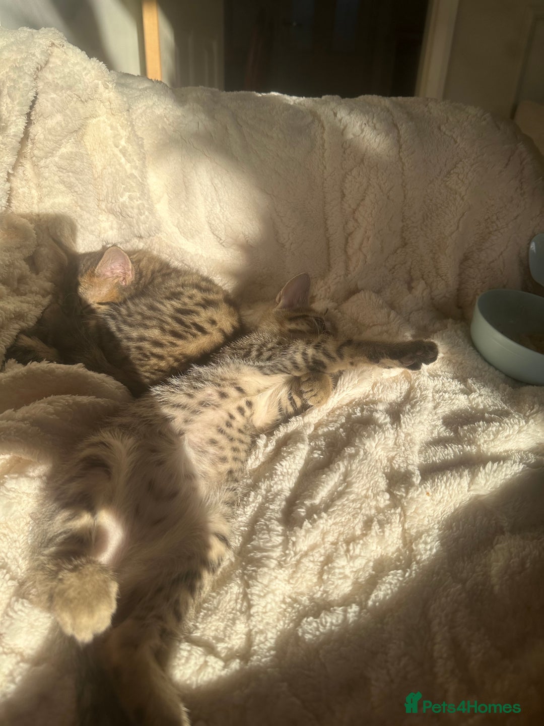 Bengal cats for sale: 2 sibling bengal kittens for sale - Image 7