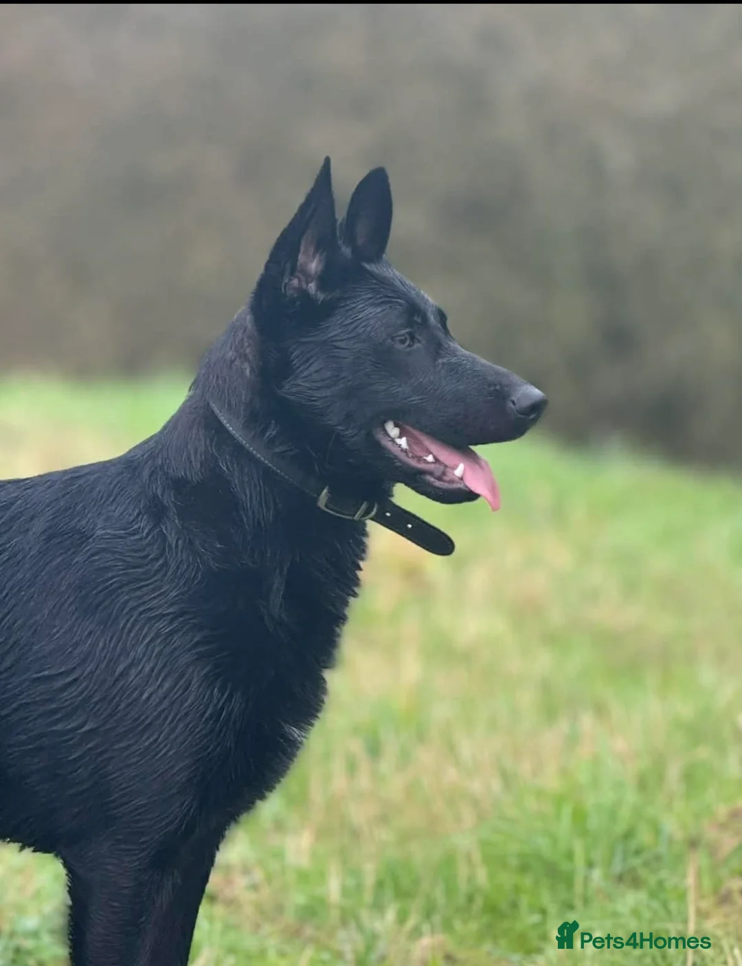 Mixed Breed dogs for sale: 10 beautiful shepherd-staff pups 🐶  in Boston - Advert 14