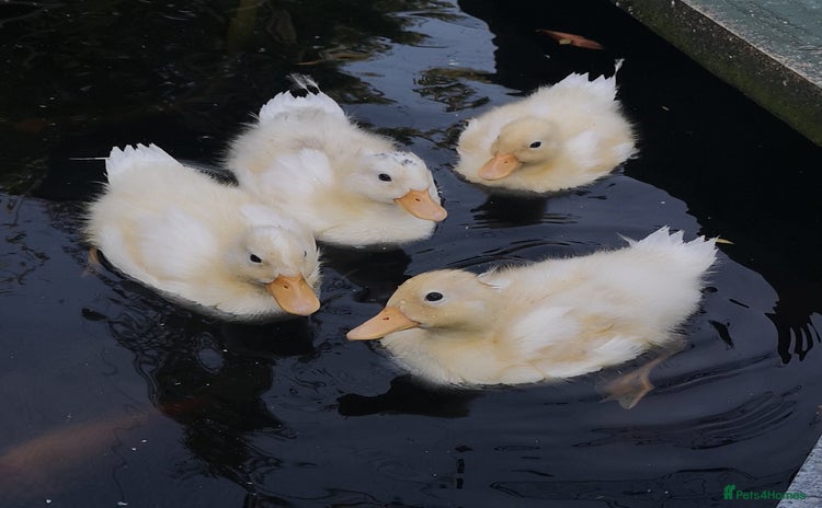 Ducks poultry - Advert 5