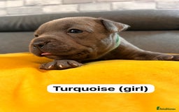 Staffordshire Bull Terrier dogs for sale:   Champion-KC.Reg.Blue Staffordshire Bull Terrier  - Image 28