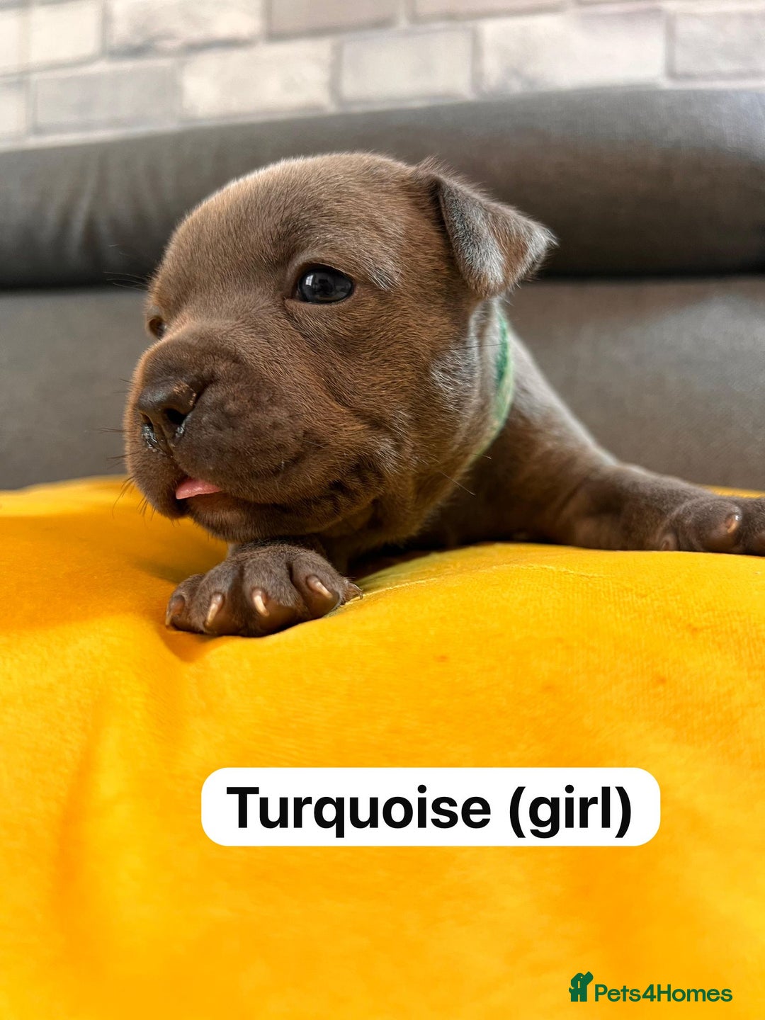 Staffordshire Bull Terrier dogs for sale:   Champion-KC.Reg.Blue Staffordshire Bull Terrier  - Image 28
