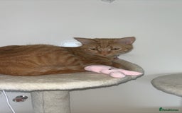 American Shorthair cats for sale: Cyra: Orange female American shorthair - Image 4