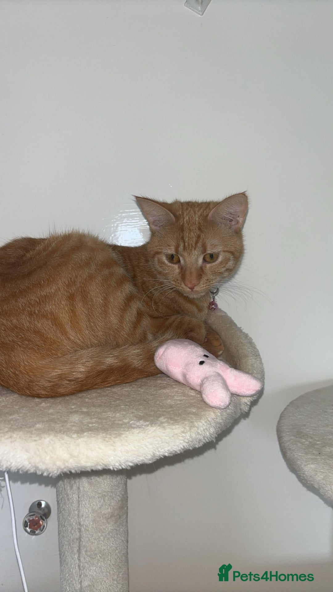American Shorthair cats for sale: Cyra: Orange female American shorthair - Image 4