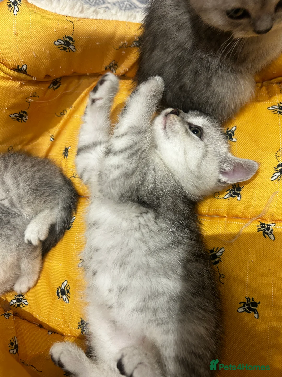 British Shorthair cats for sale: GCCF recommended breeder kittens BSH  - Advert 6