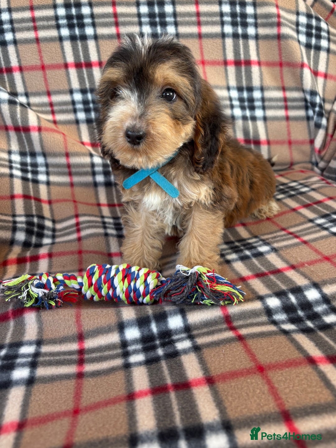 Cockapoo dogs for sale: Stunning F1 cockerpoo puppies - Image 4