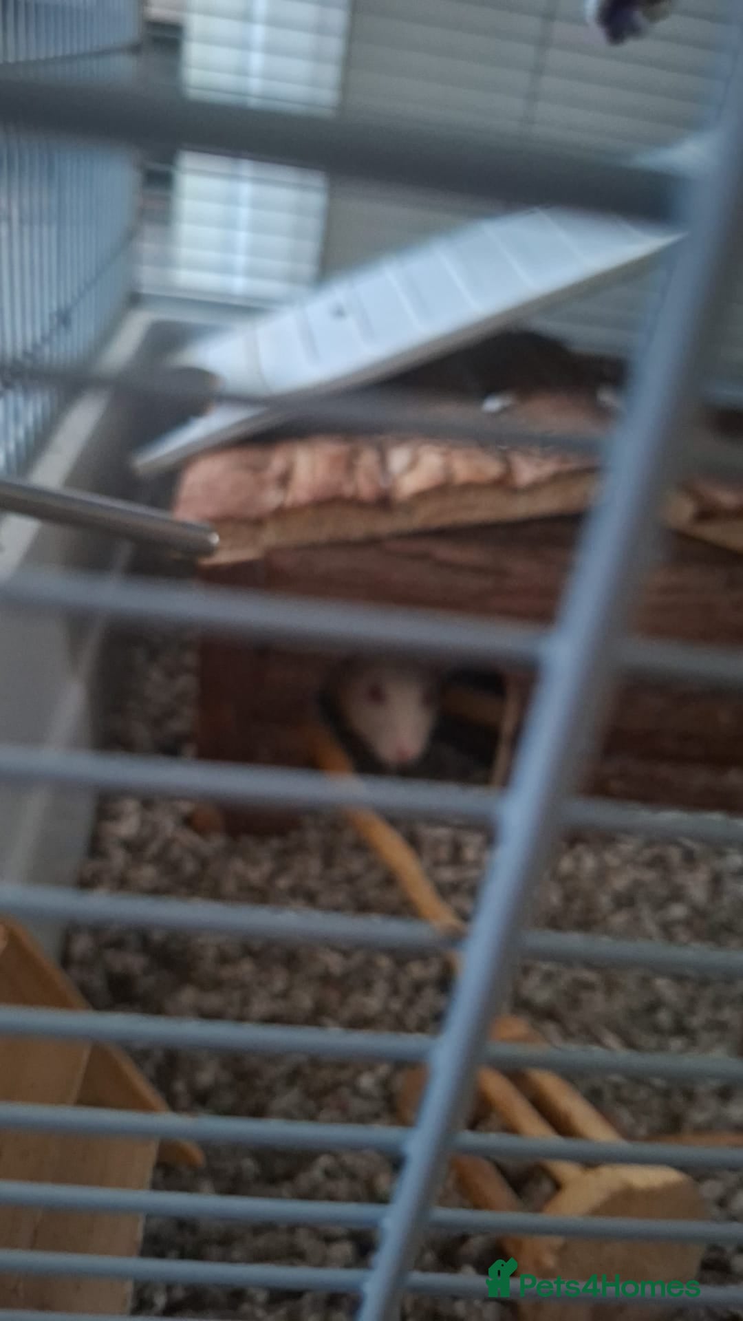 Rat rodents Duchess and Biscuits  - Advert 2