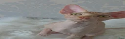 Sphynx cats for sale: 2 Stunning Sphynx Boys – Ready Now 💙 - Advert 25