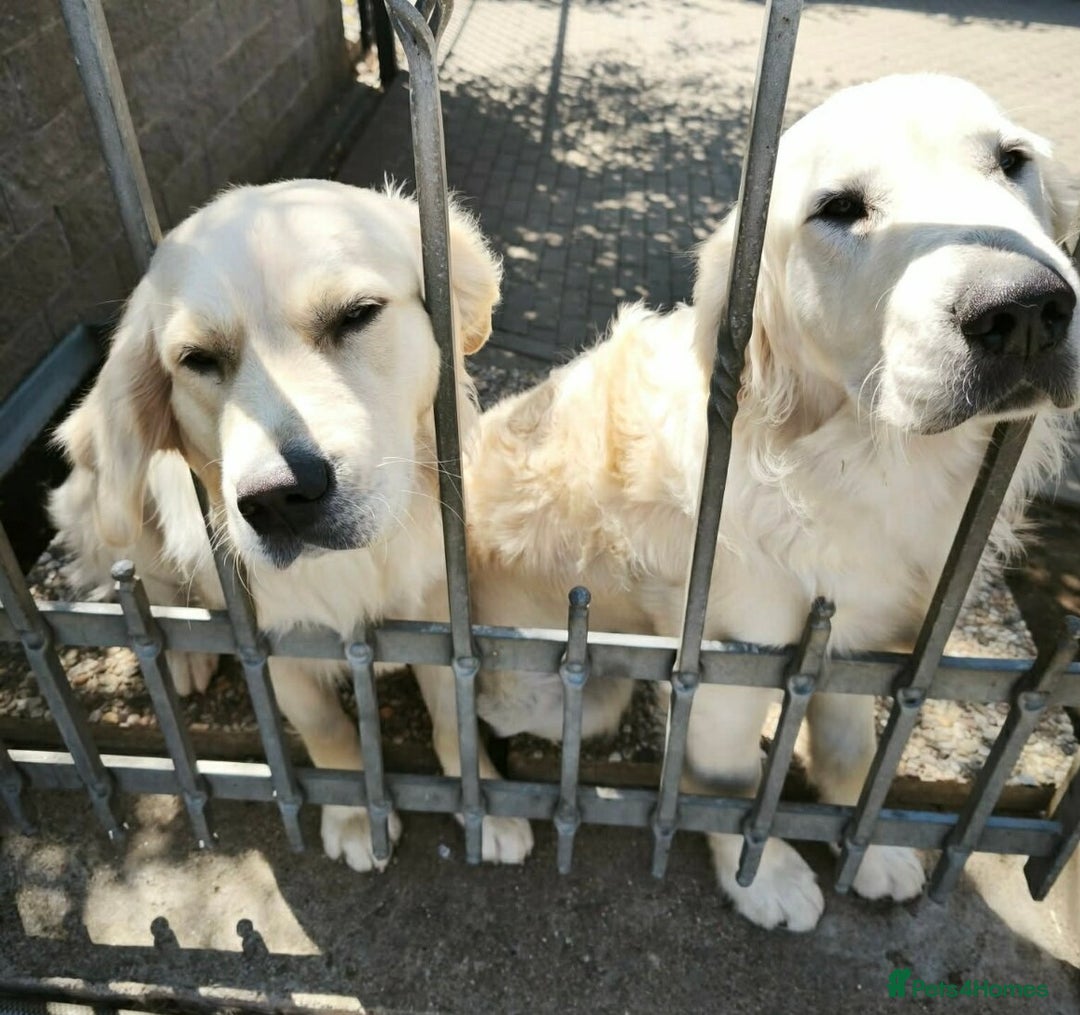 Golden Retriever dogs for sale: 🐶 beautiful golden retriever puppies ❤️ - Advert 6