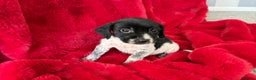 Mixed Breed dogs for sale: Gorgeous Springerjack Puppies  - Advert 14