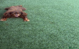 Cavalier King Charles Spaniel dogs for sale: Chocolate and tan cavalier - Image 3