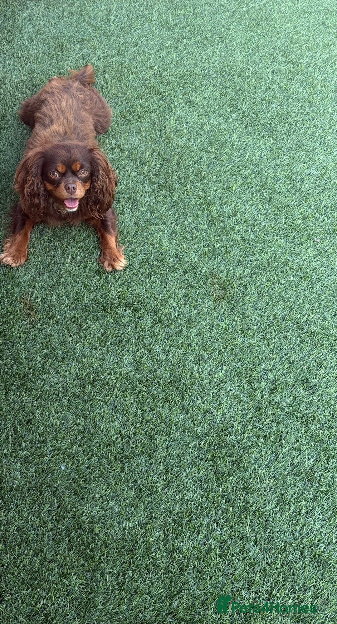 Cavalier King Charles Spaniel dogs for sale: Chocolate and tan cavalier - Image 3