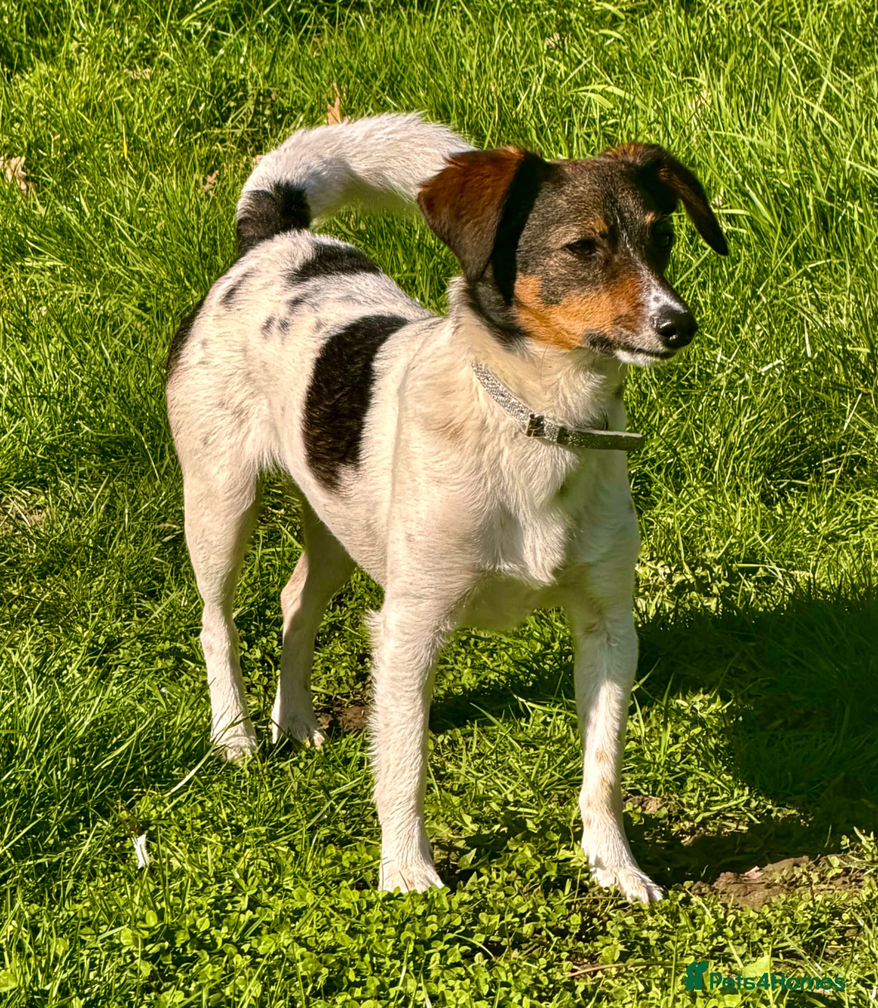 Border Collie dogs 🐾 Mable – Left on the Roadside, Saved by Love 🐾 - Advert 2
