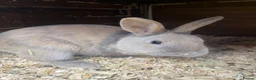 Mixed Breed rabbits for sale: Baby Bunnies for sale - SERIOUS ENQUIRIES ONLY in Nuneaton - Advert 10