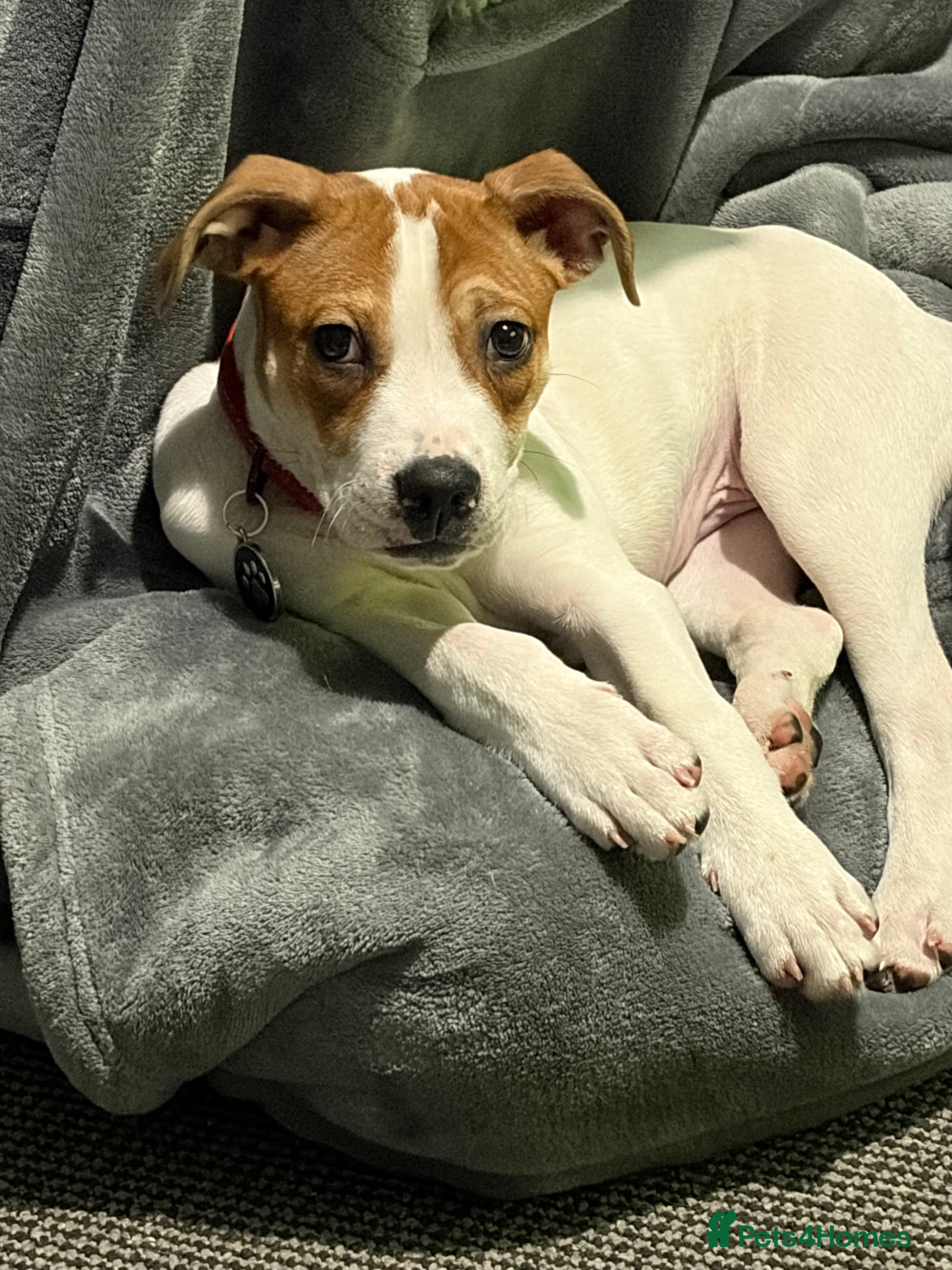 Mixed Breed dogs Jack Russell - Advert 18