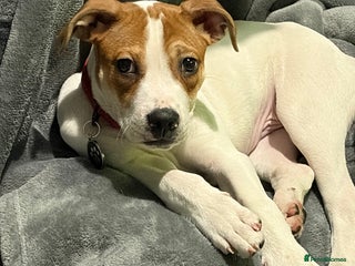 Mixed Breed dogs Jack Russell - Advert 15