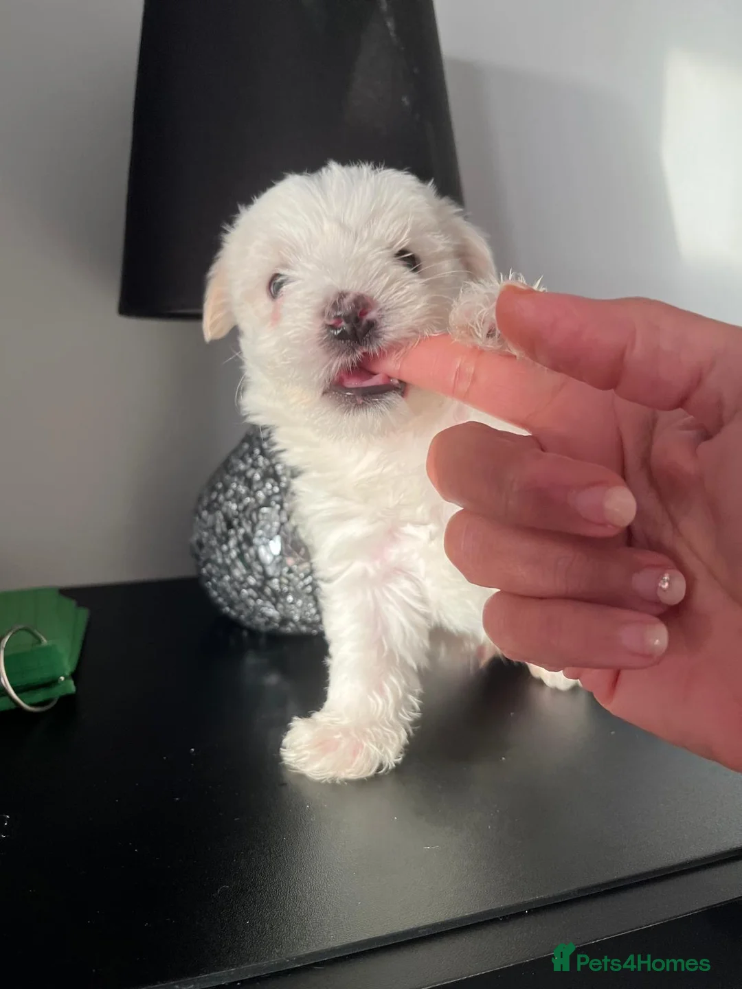 Mixed Breed dogs for sale: Beautiful Maltese & Silky Terrier Puppies - Advert 5