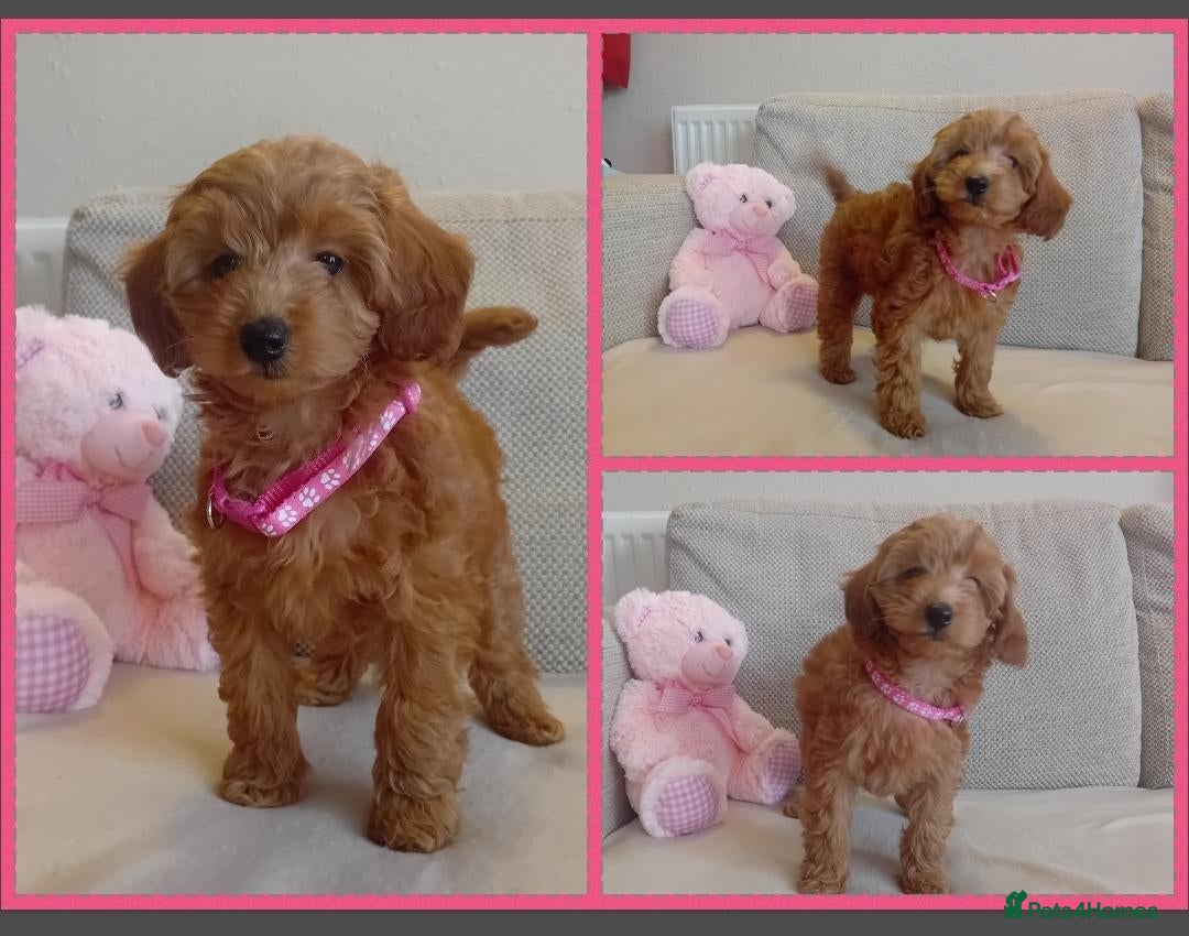 Goldendoodle dogs Adorable Miniature Goldendoodles - Advert 18