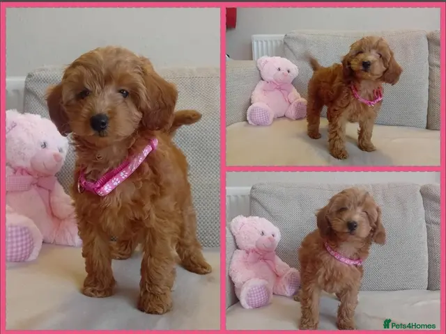 Goldendoodle dogs Miniature Red Goldendoodle Puppies - Advert 15