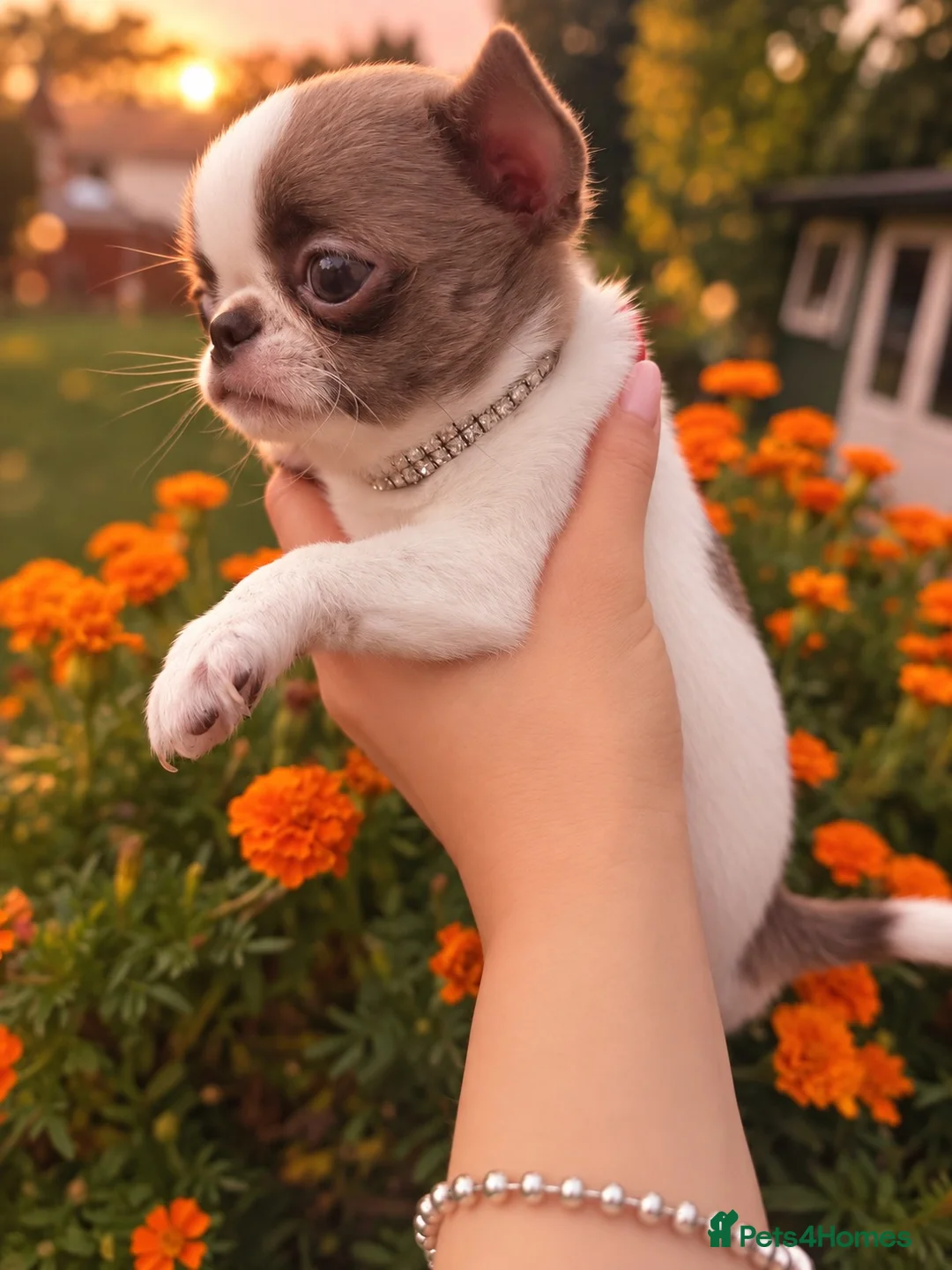 Chihuahua dogs for sale: Rear Chocolate Parti, KC girl  in Camberley - Advert 1