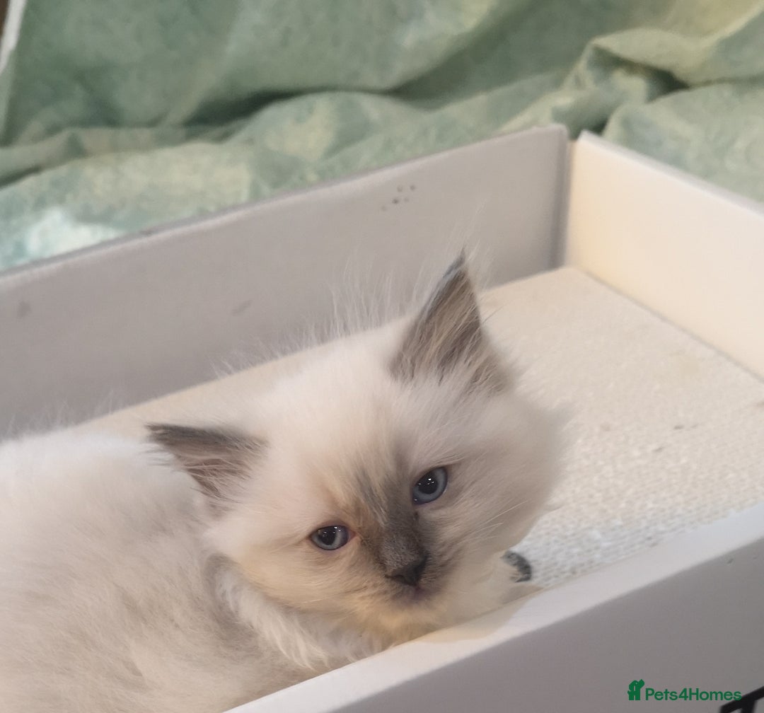 Ragdoll cats for sale: Ragdoll Chunky Boys!  - Advert 13