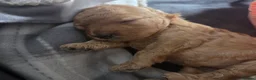 Cavapoochon dogs for sale: Beautiful F1B Toy Cavapoochon Puppies - Advert 14