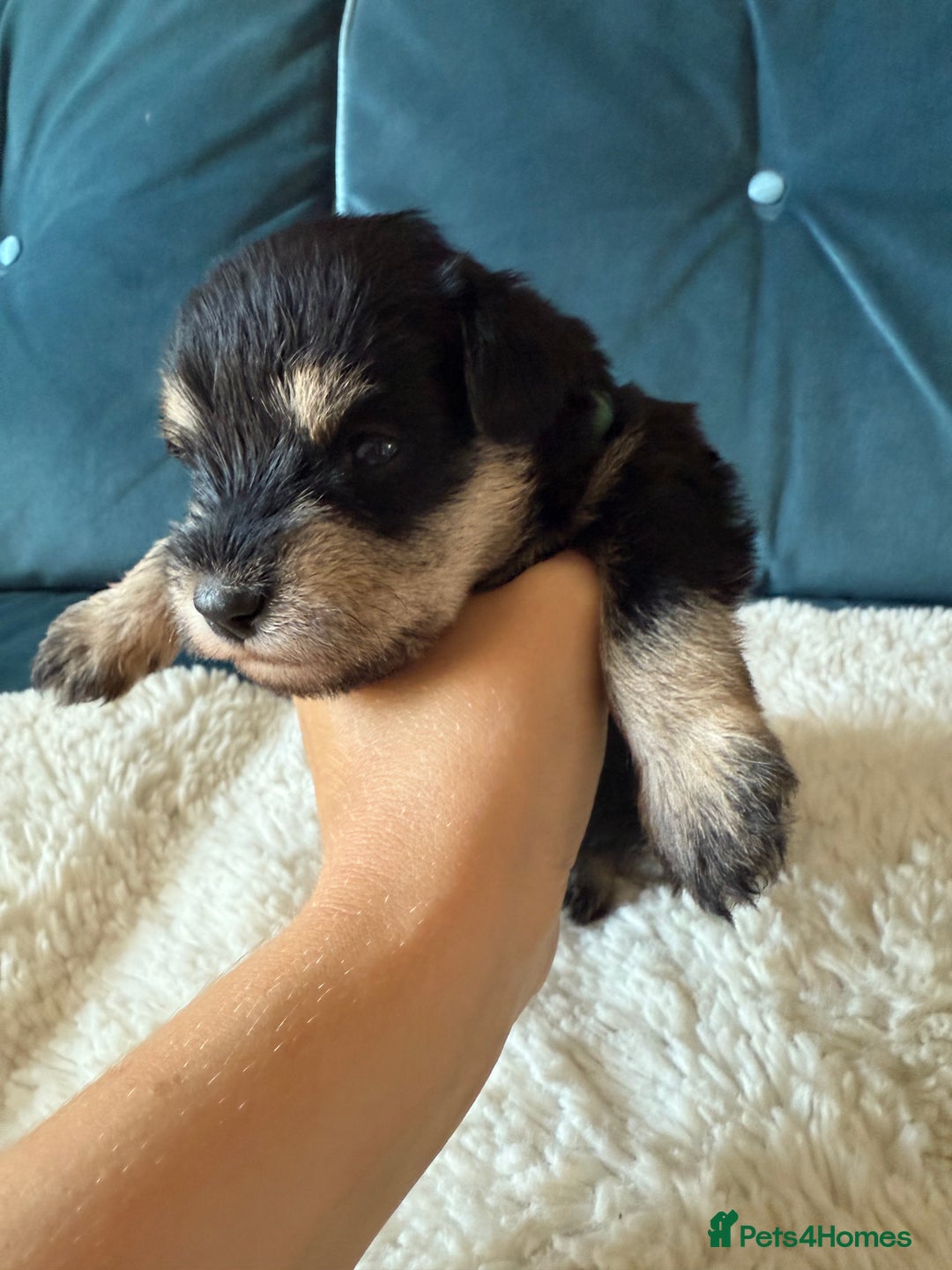 Miniature Schnauzer dogs for sale: Beautiful litter of Miniature Shnauzers  - Image 15