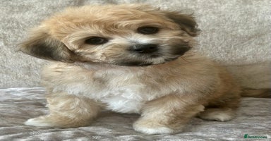 Mixed Breed dogs - Advert 6